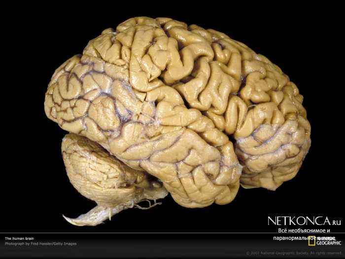 Мозг человека – поисковая система